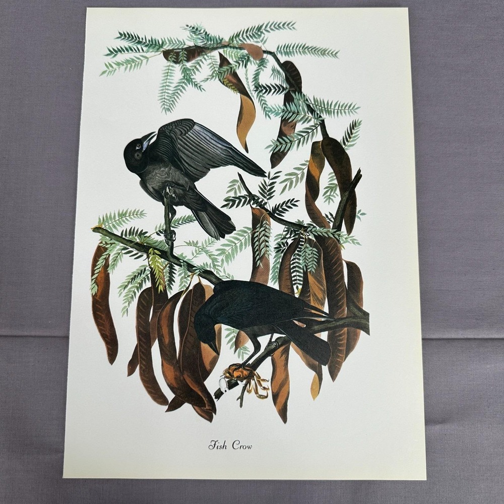1950 Vintage Print Fish Crow American Bird Art Illustration Audubon 9x12